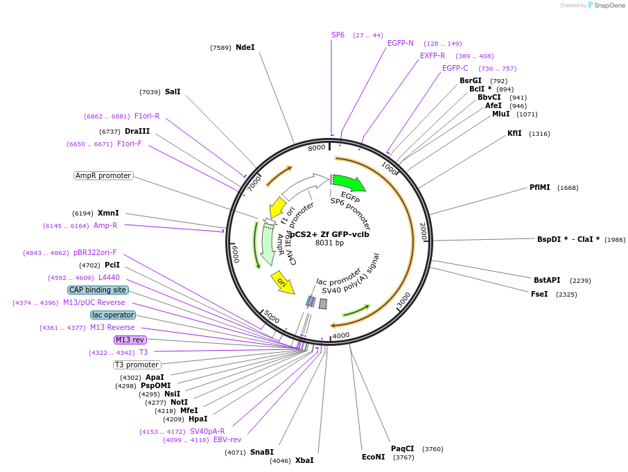 185411-plasmid-map-sequence-id-363552