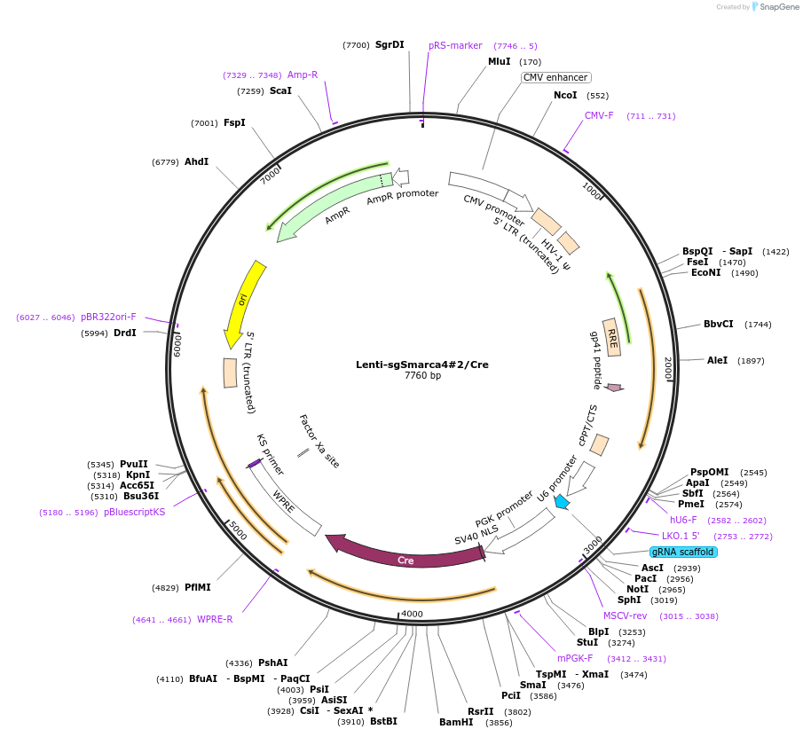 173620-plasmid-map-sequence-id-363560