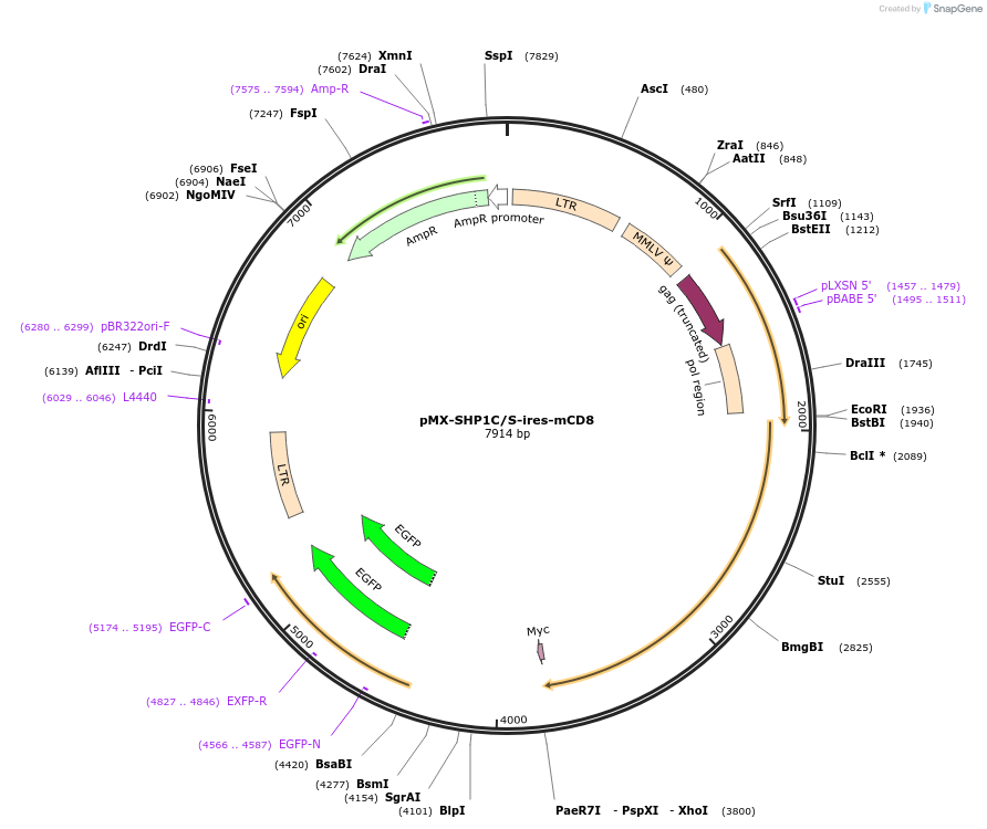 183719-plasmid-map-sequence-id-363565
