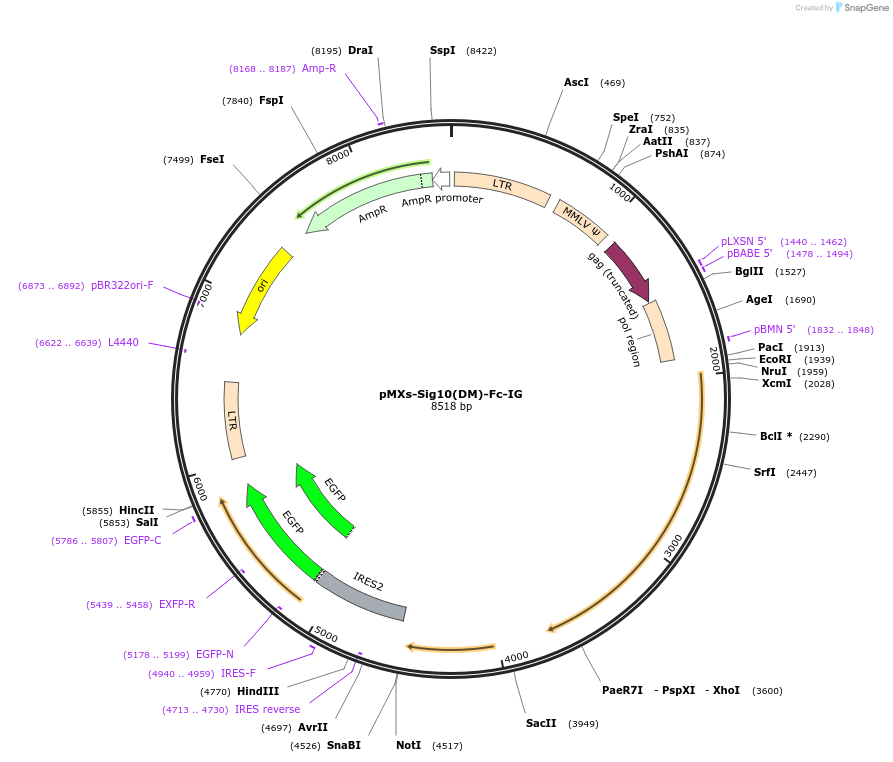 183725-plasmid-map-sequence-id-363575