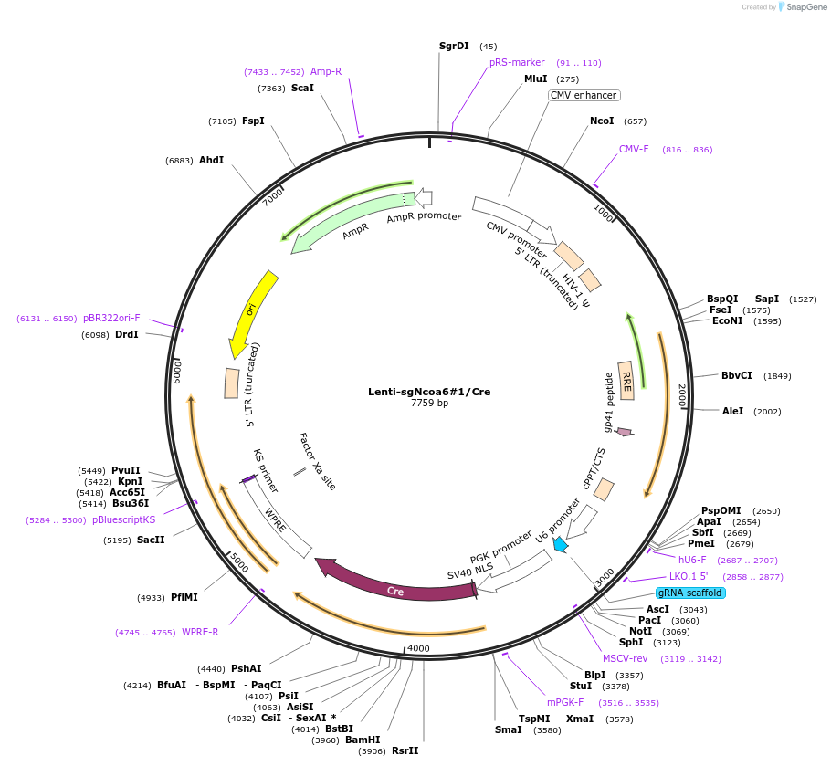 173603-plasmid-map-sequence-id-363578