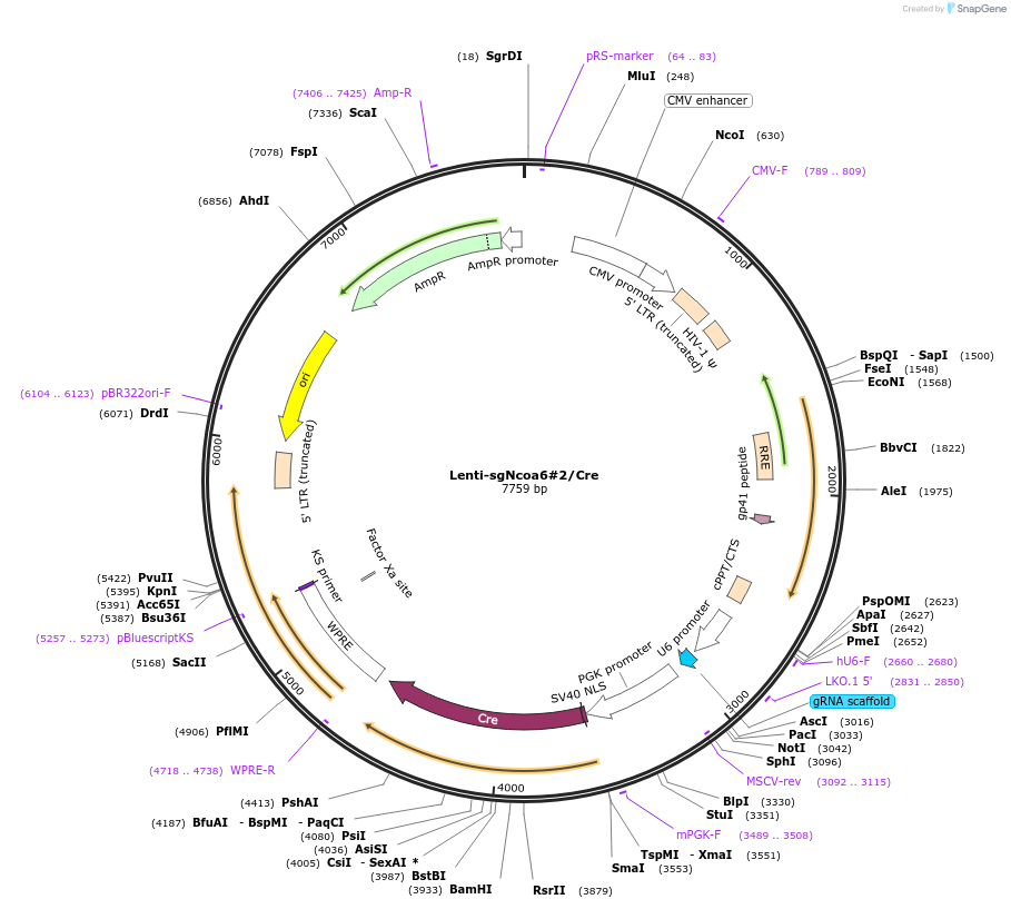 173604-plasmid-map-sequence-id-363581