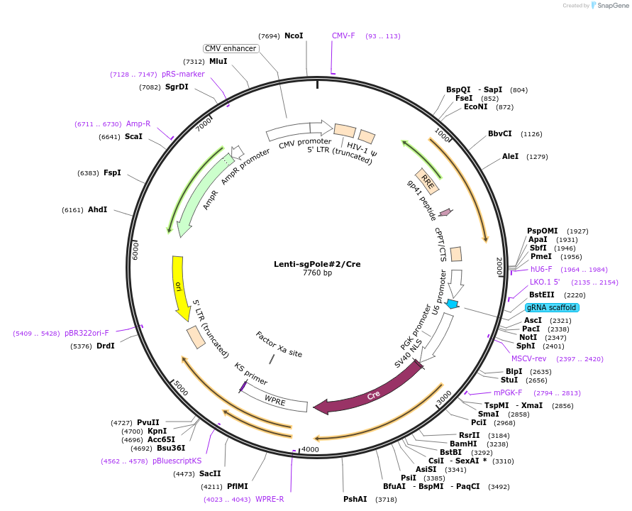 173610-plasmid-map-sequence-id-363583