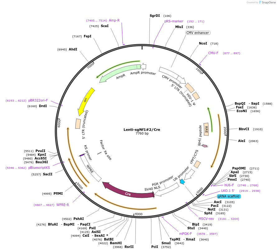 173608-plasmid-map-sequence-id-363584
