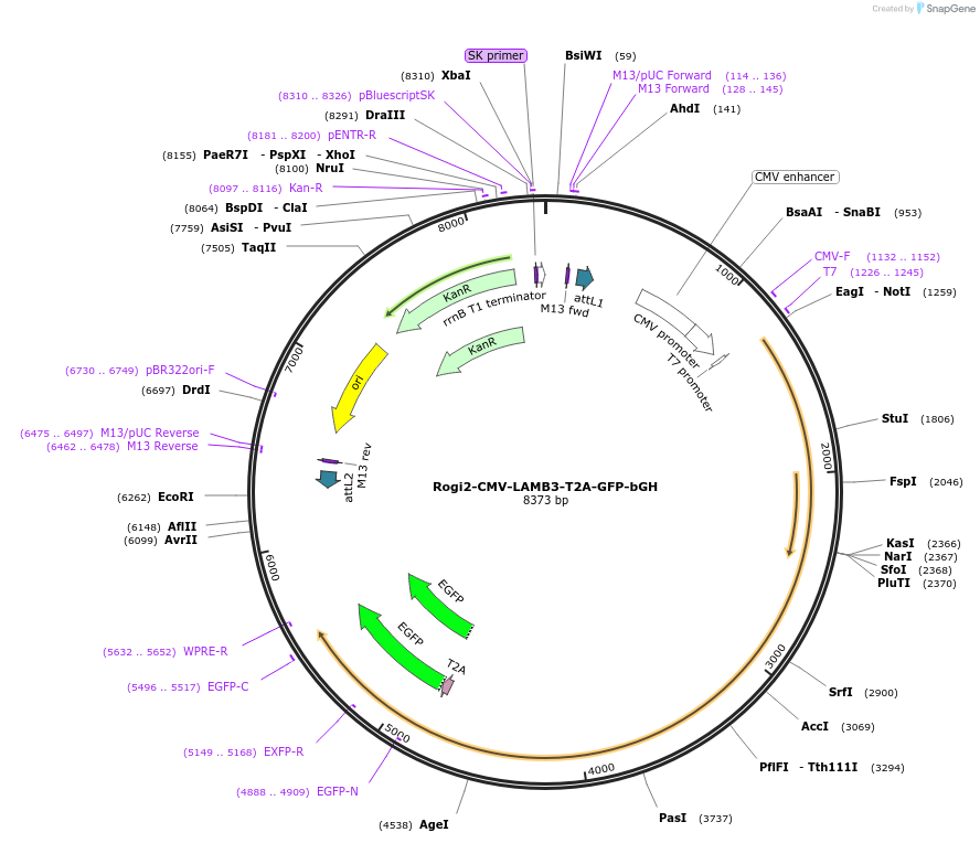 179865-plasmid-map-sequence-id-363586