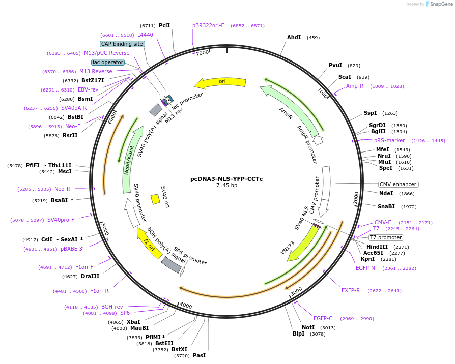 184327-plasmid-map-sequence-id-363598