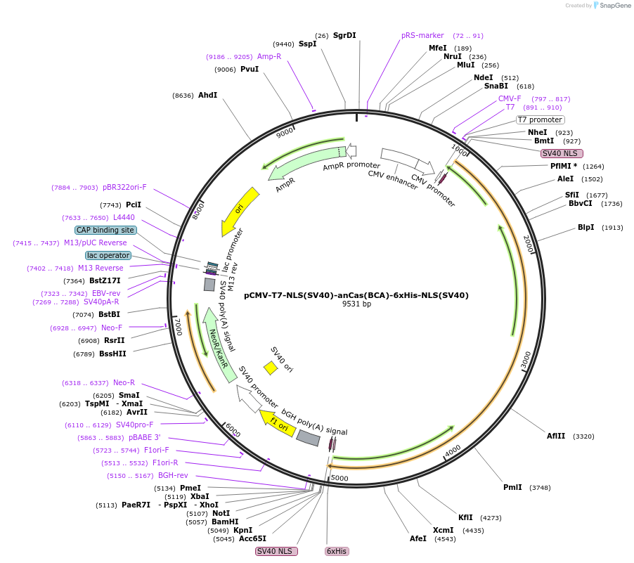 185702-plasmid-map-sequence-id-363616