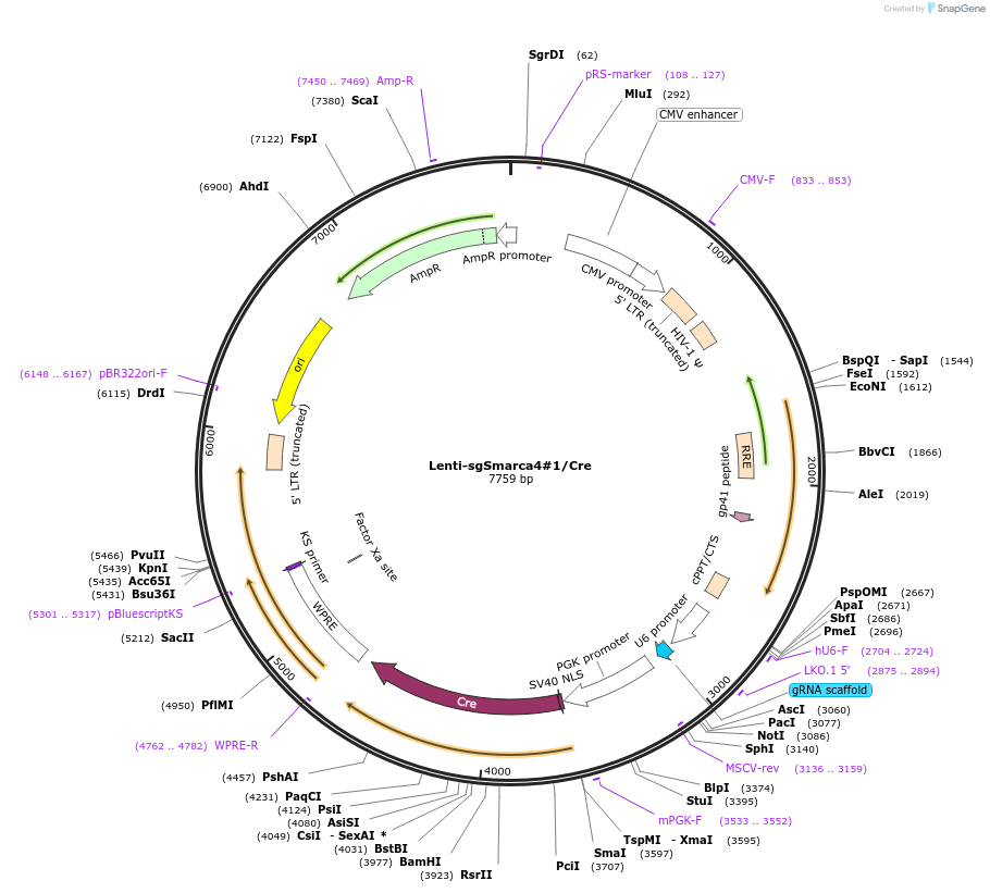 173619-plasmid-map-sequence-id-363629