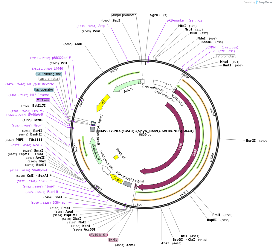 185706-plasmid-map-sequence-id-363635