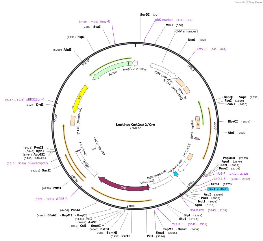 173654-plasmid-map-sequence-id-363653