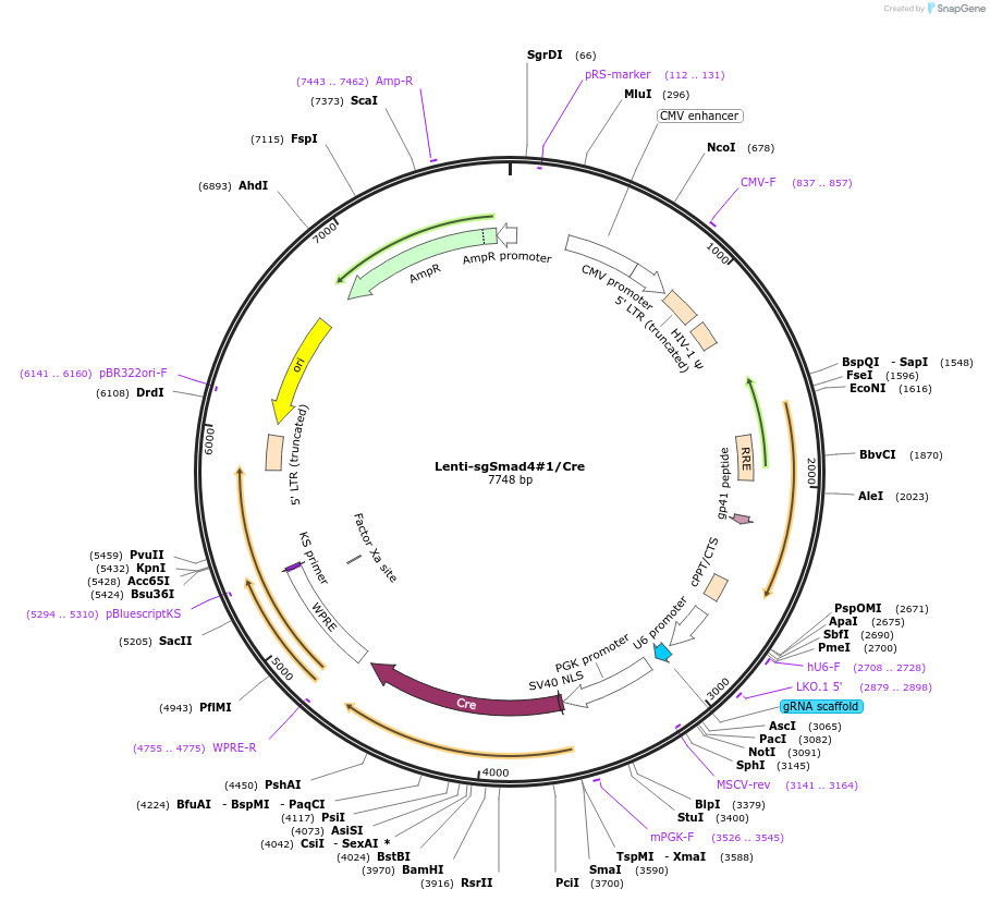 173617-plasmid-map-sequence-id-363662