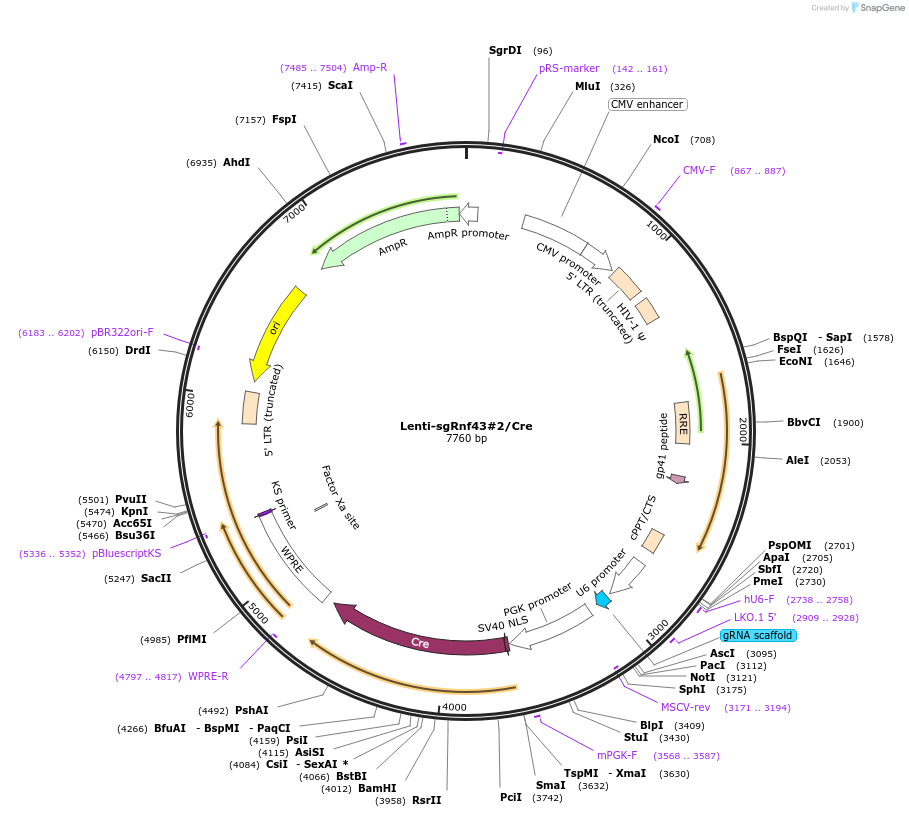 173614-plasmid-map-sequence-id-363664