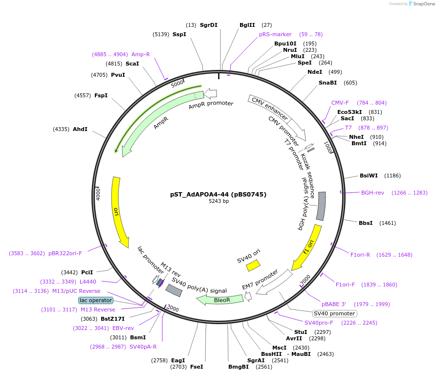 185236-plasmid-map-sequence-id-363726