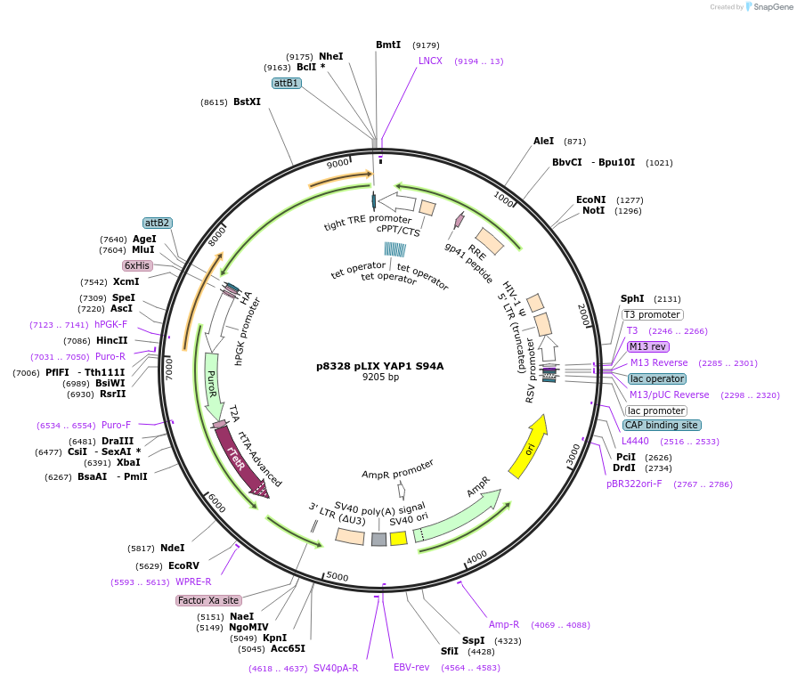 184529-plasmid-map-sequence-id-363733