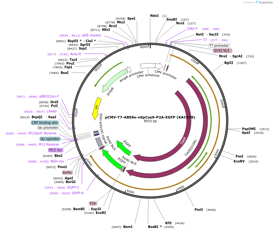 185910-plasmid-map-sequence-id-363739