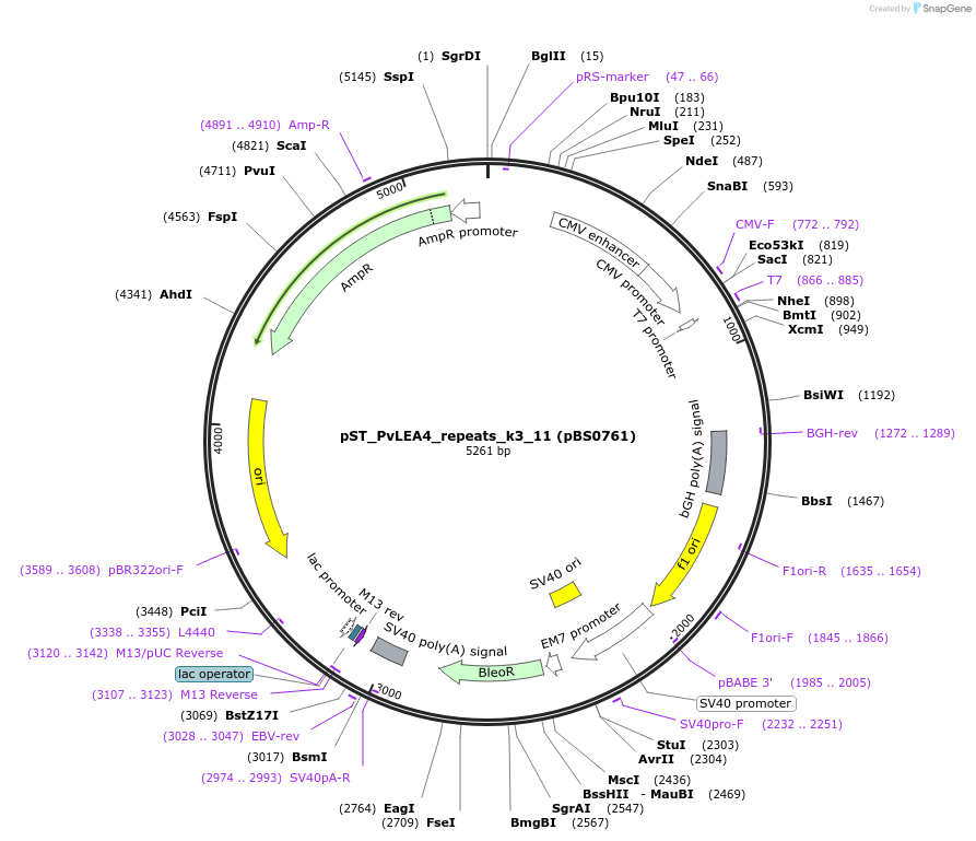 185243-plasmid-map-sequence-id-363749