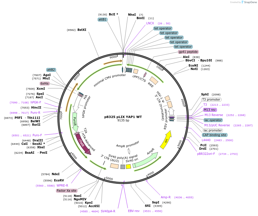 184527-plasmid-map-sequence-id-363753