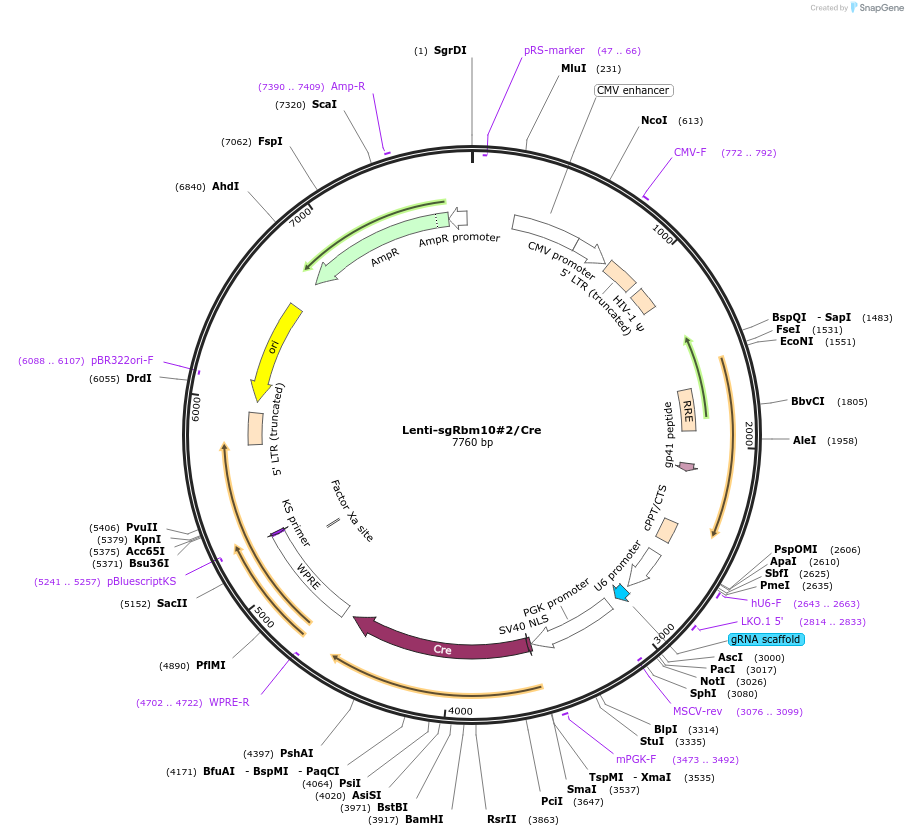 173651-plasmid-map-sequence-id-363756
