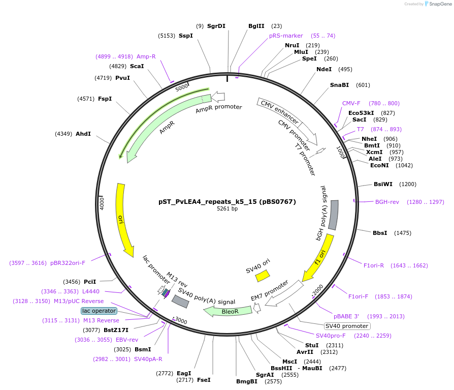 185248-plasmid-map-sequence-id-363763