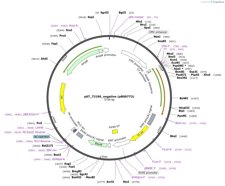 185250-plasmid-map-sequence-id-363767