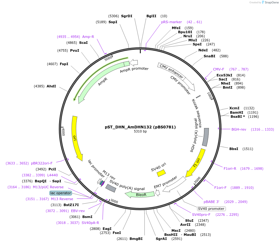 185253-plasmid-map-sequence-id-363771