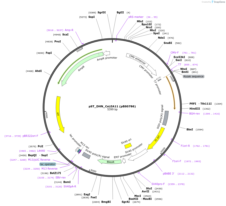 185255-plasmid-map-sequence-id-363775
