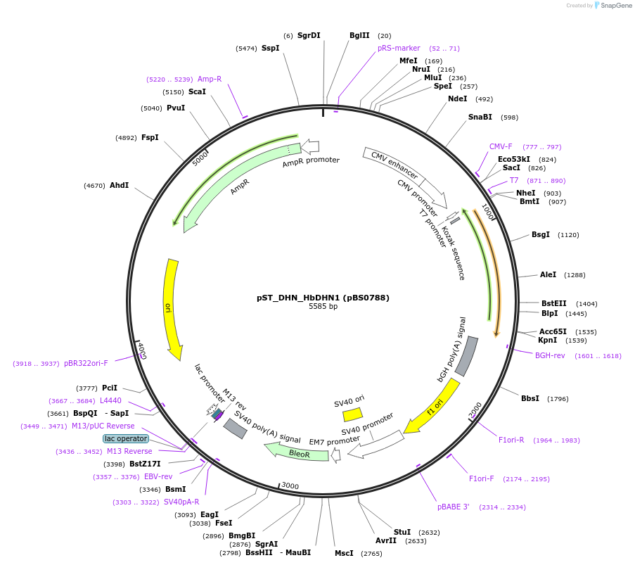 185256-plasmid-map-sequence-id-363776
