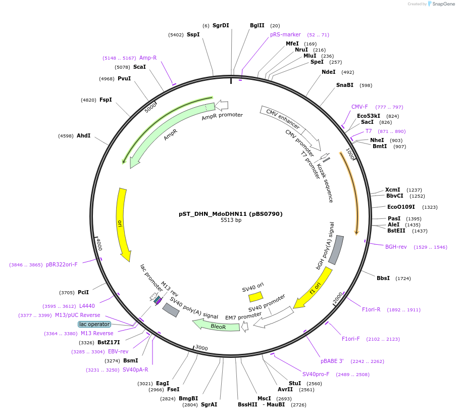 185258-plasmid-map-sequence-id-363778