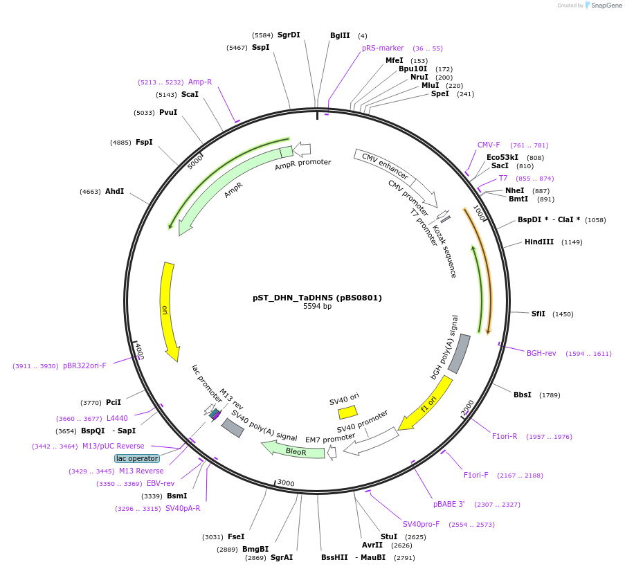185262-plasmid-map-sequence-id-363782