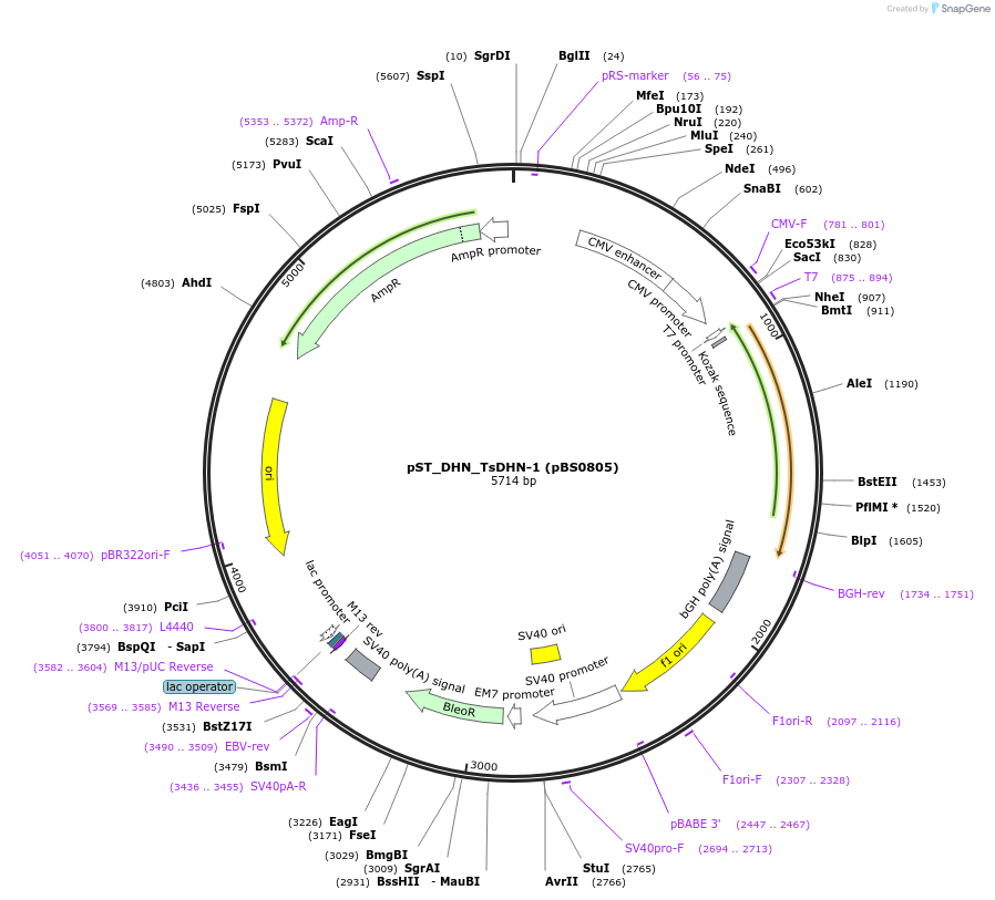 185264-plasmid-map-sequence-id-363784