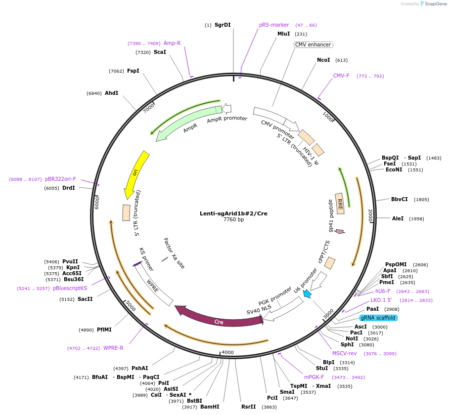 173574-plasmid-map-sequence-id-363789