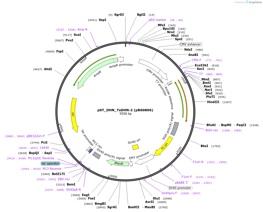 185265-plasmid-map-sequence-id-363791