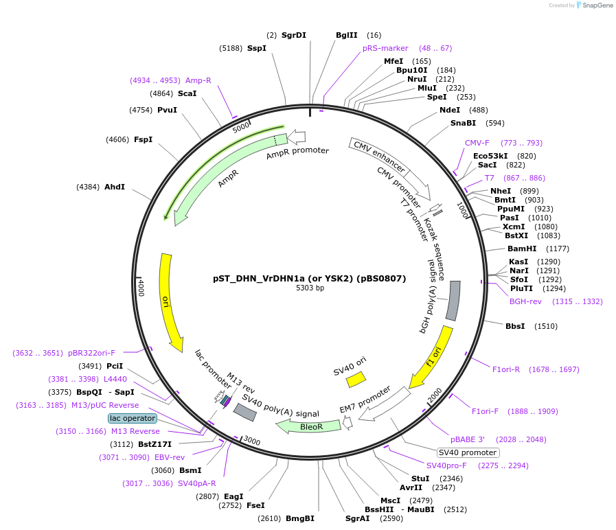 185266-plasmid-map-sequence-id-363793