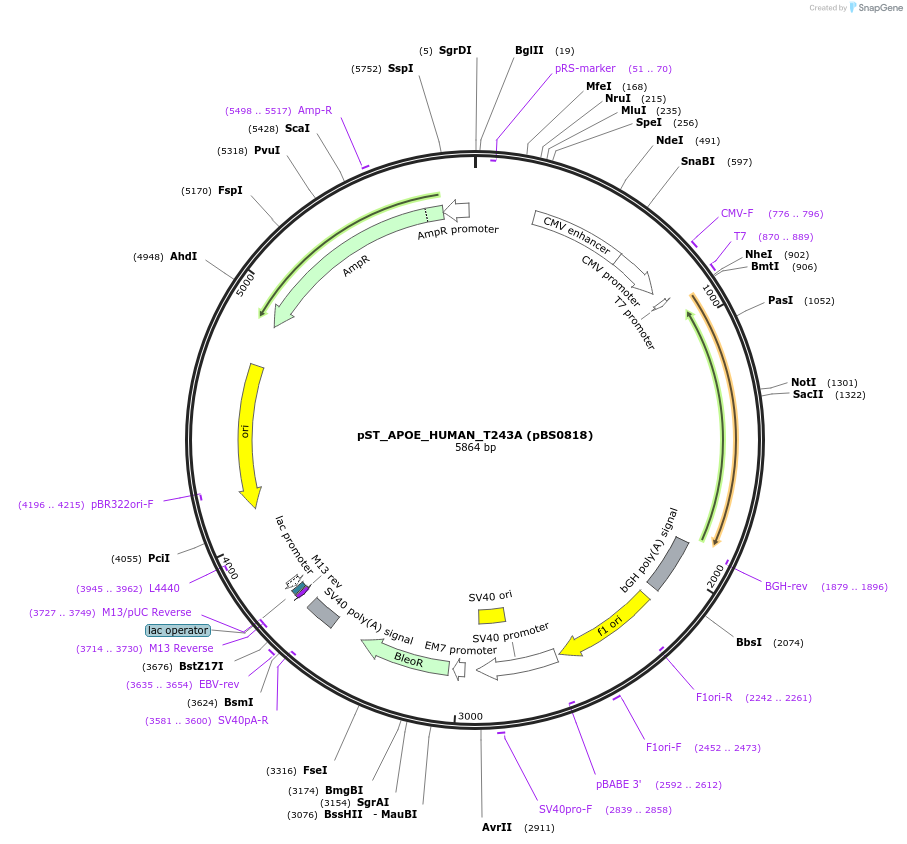 185268-plasmid-map-sequence-id-363796