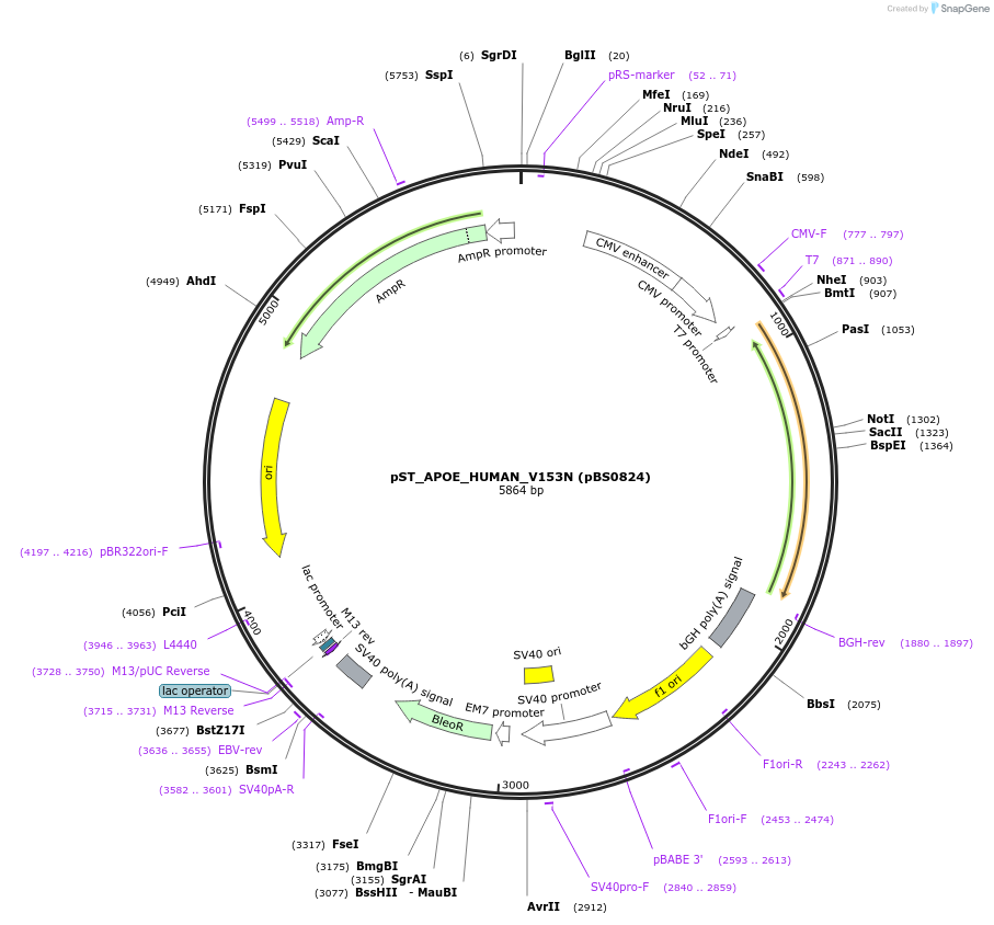185270-plasmid-map-sequence-id-363798