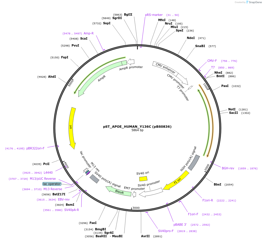185272-plasmid-map-sequence-id-363802