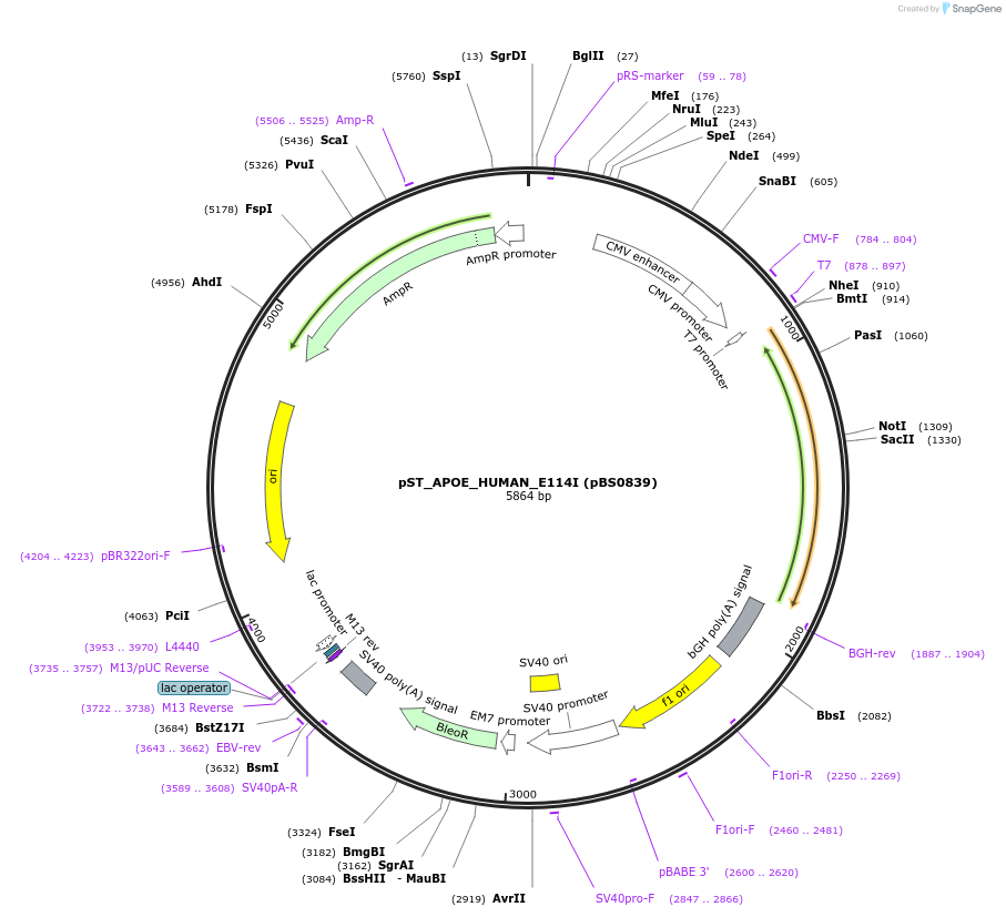 185274-plasmid-map-sequence-id-363805
