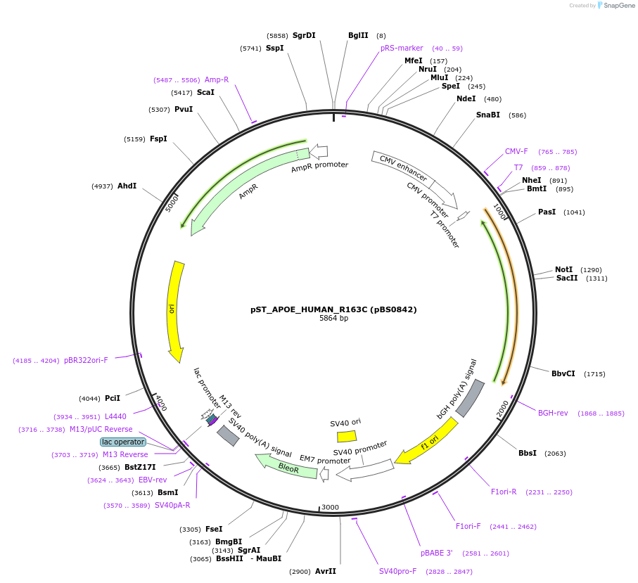 185276-plasmid-map-sequence-id-363810