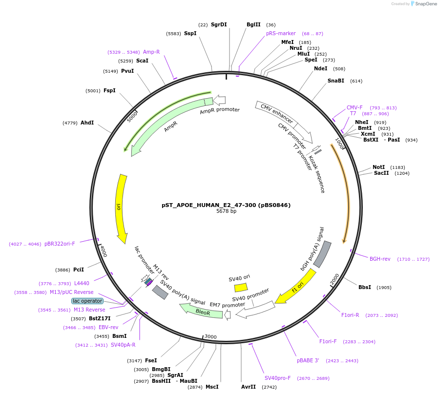 185278-plasmid-map-sequence-id-363812