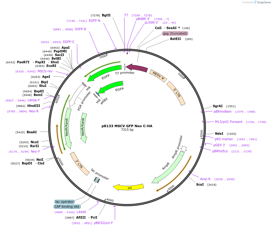 184522-plasmid-map-sequence-id-363813