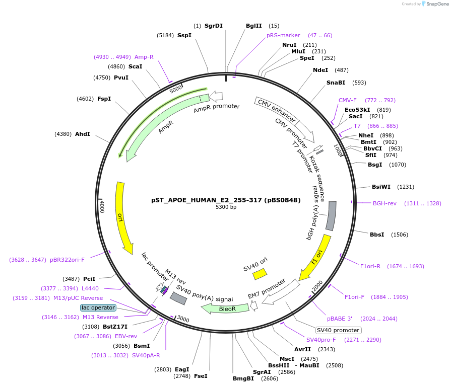 185280-plasmid-map-sequence-id-363815