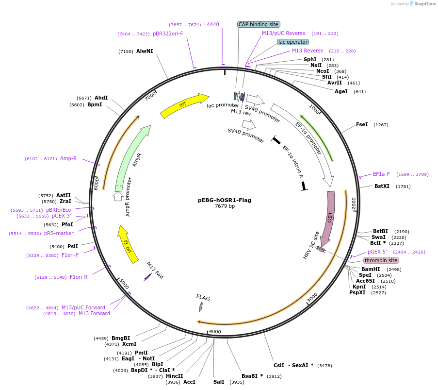 185362-plasmid-map-sequence-id-363819