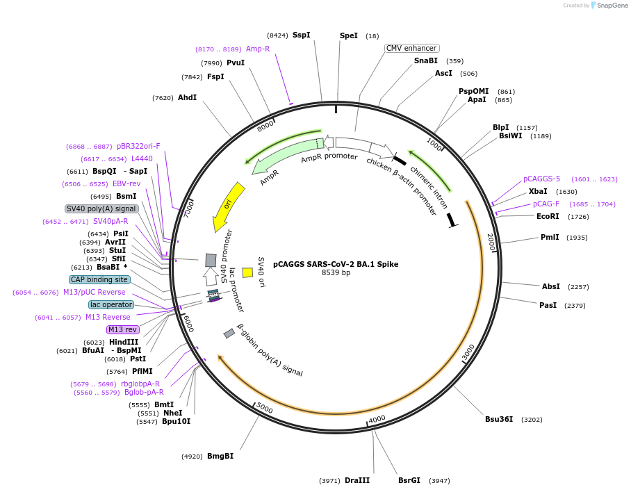 185452-plasmid-map-sequence-id-363821