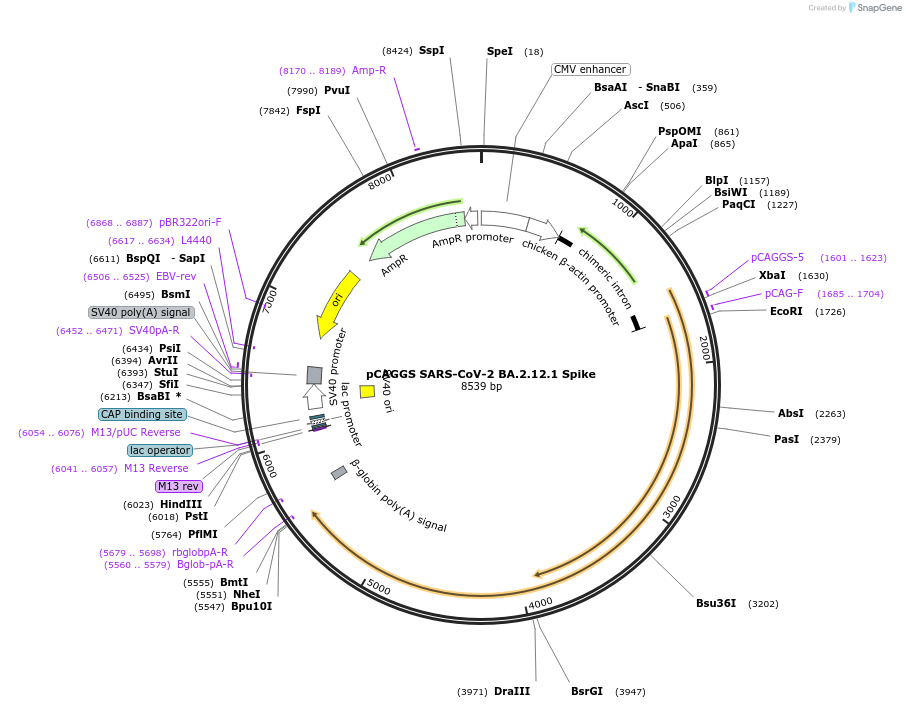 186032-plasmid-map-sequence-id-363822