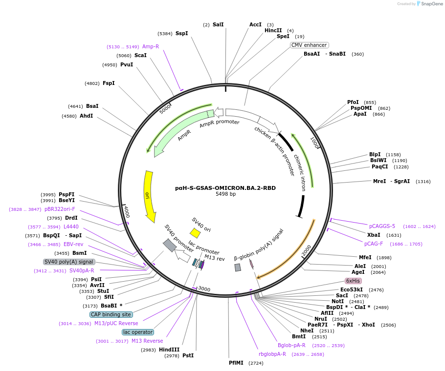 184830-plasmid-map-sequence-id-363832
