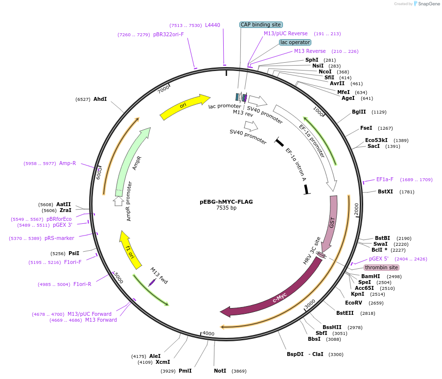 185374-plasmid-map-sequence-id-363835
