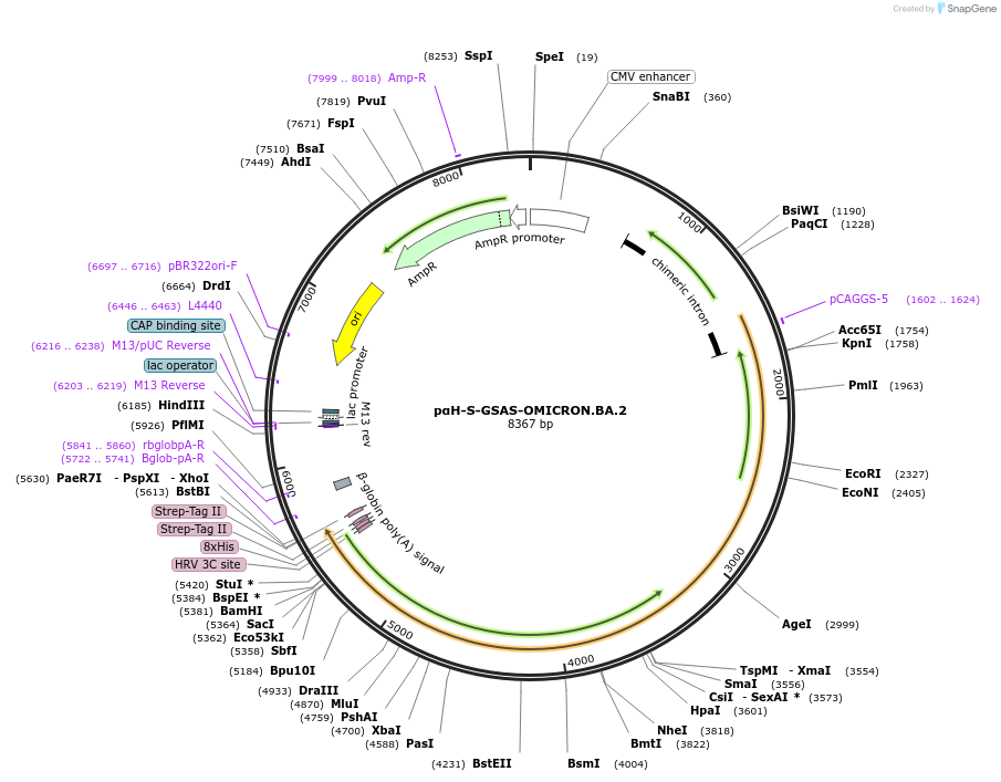 184829-plasmid-map-sequence-id-363836