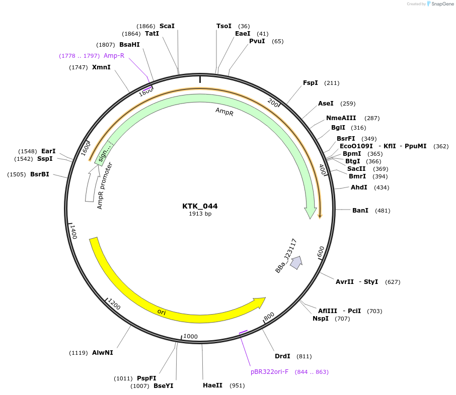 180532-plasmid-map-sequence-id-363847