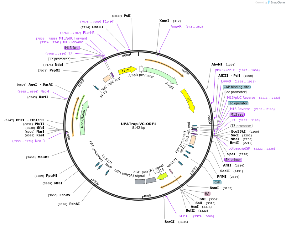 110652-plasmid-map-sequence-id-363848