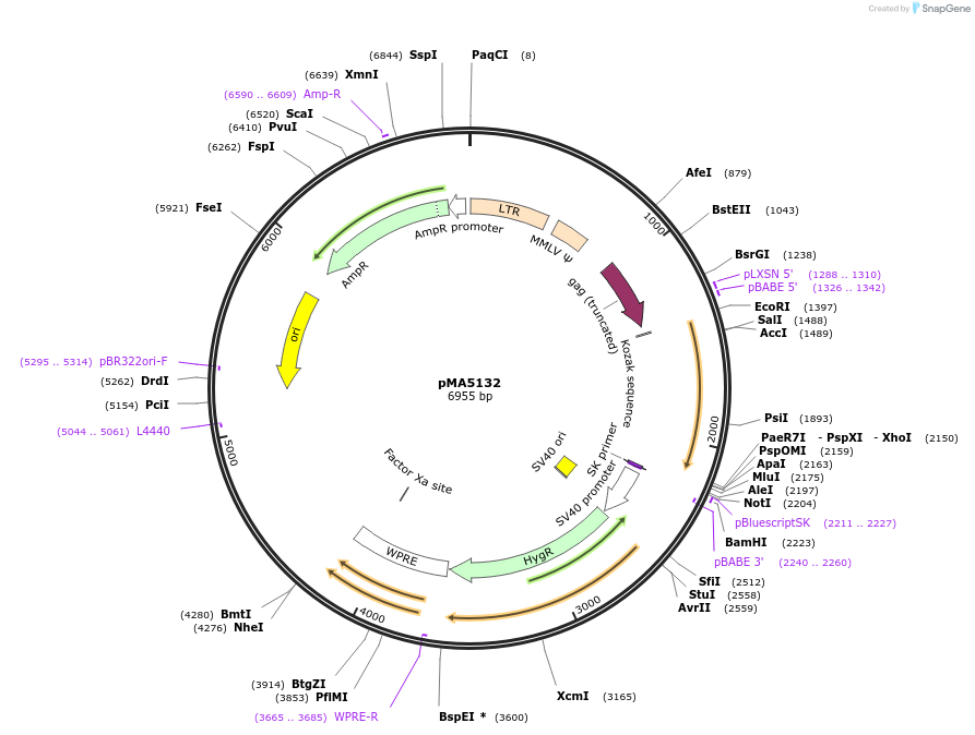 184858-plasmid-map-sequence-id-363881